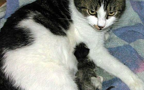 kattefødsel